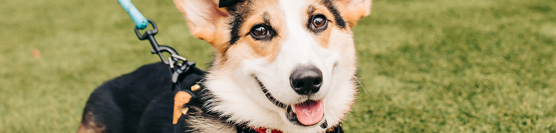 Halloween Yappy Hour! Pet Costume Contest!