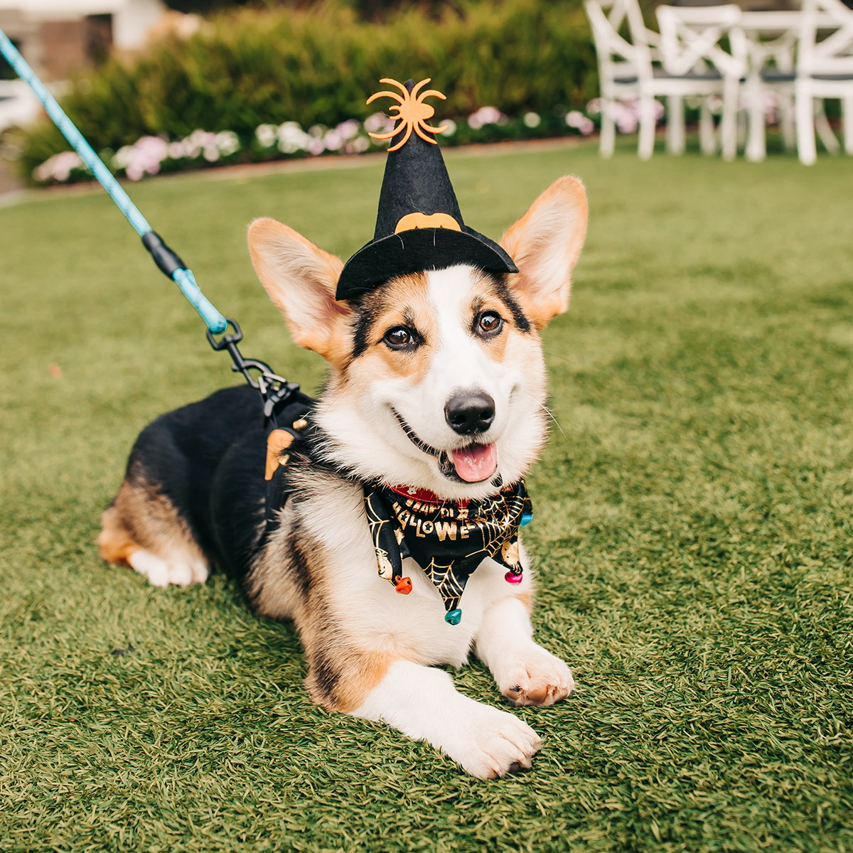 DIY Dog Halloween Costume Idea: Spaghetti and Meatballs - Wear Wag