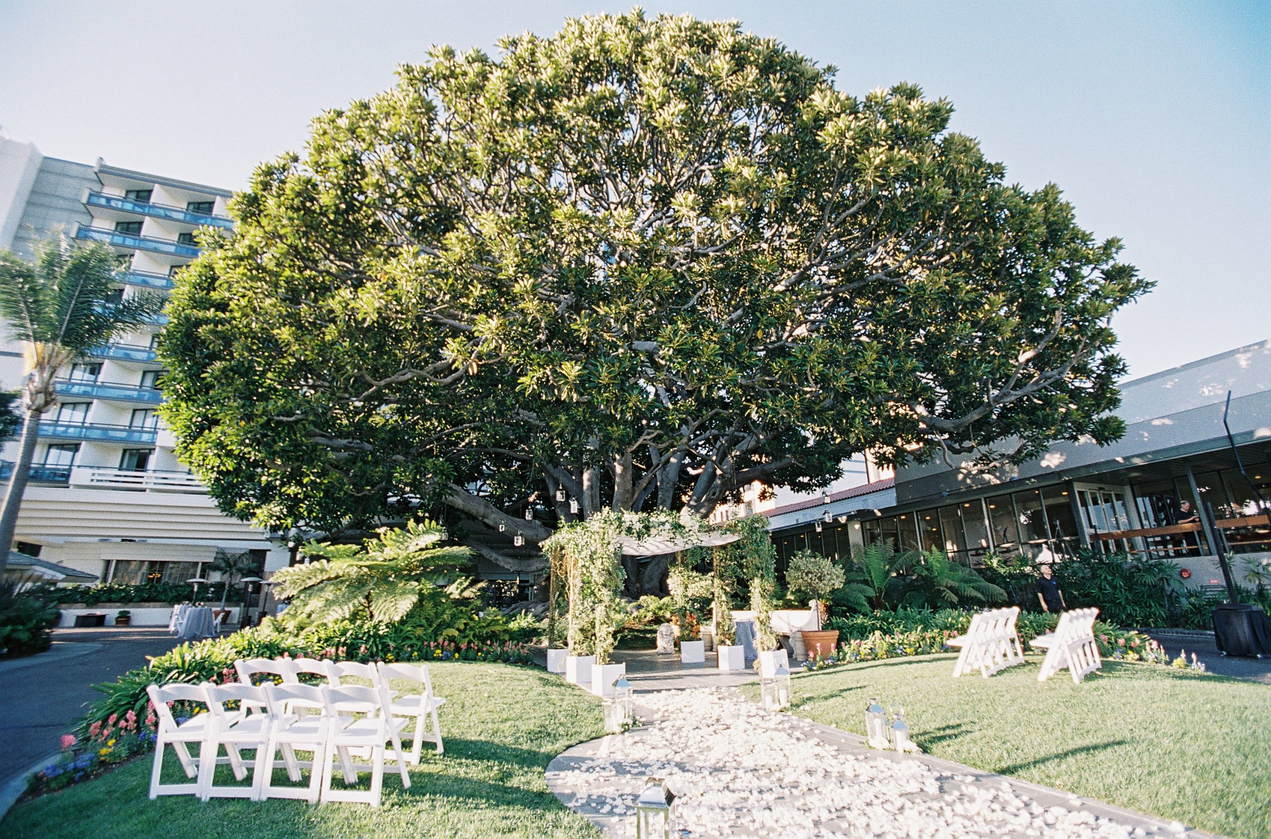 wedding underneath the fig tree